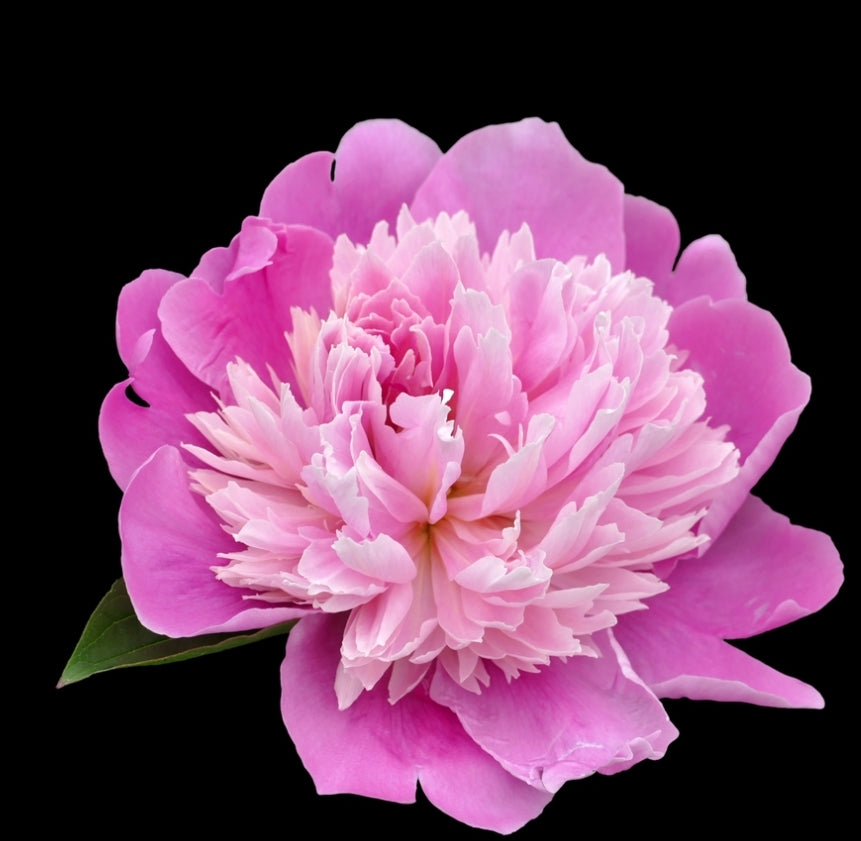 Royal Dynasty 3-Wick Candles